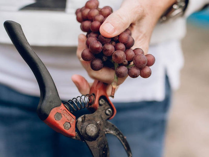 Marlborough 2024 Harvest